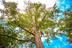 Best Tree Cabling and Bracing  in El Dorado Hills, CA