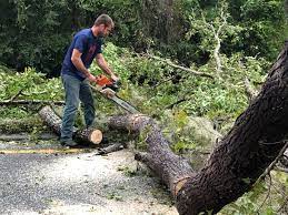Best Tree Trimming and Pruning  in El Dorado Hills, CA