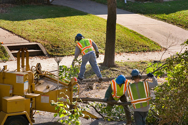 Best Leaf Removal  in El Dorado Hills, CA