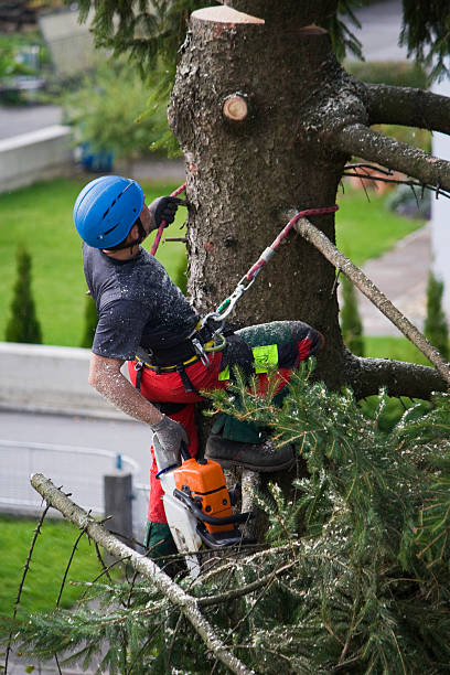 Best Pest Control for Lawns  in El Dorado Hills, CA