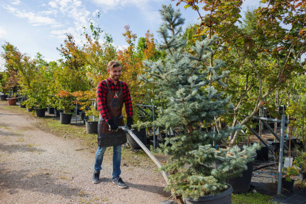 Best Tree Risk Assessment  in El Dorado Hills, CA