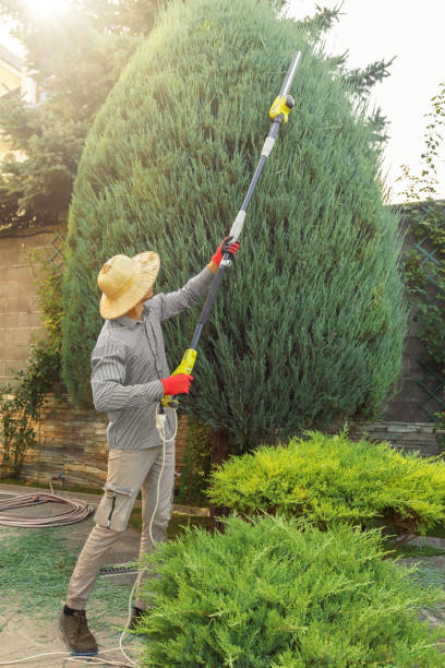 How Our Tree Care Process Works  in  El Dorado Hills, CA