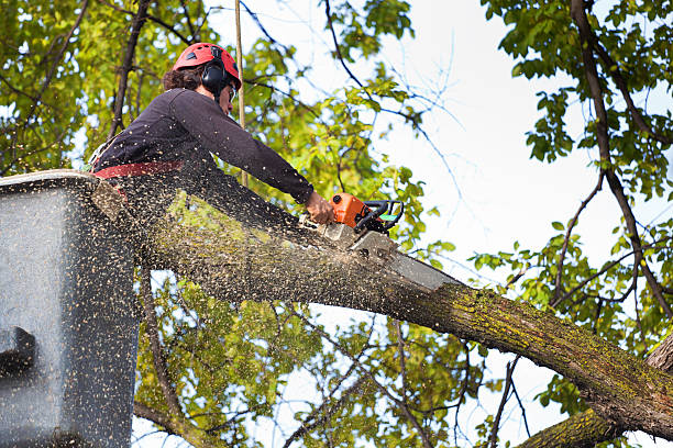 Best Emergency Tree Removal  in El Dorado Hills, CA