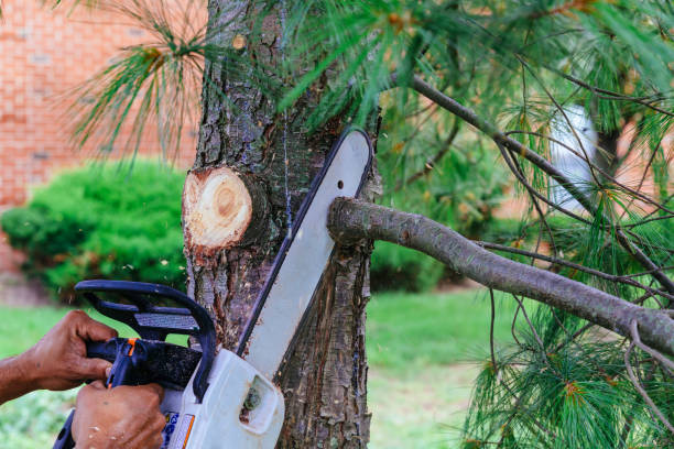 Best Tree Health Inspection  in El Dorado Hills, CA